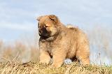CHOW CHOW 204